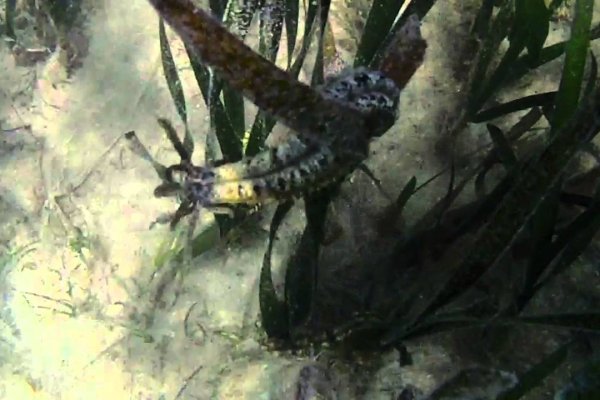 Не заходит на blacksprut