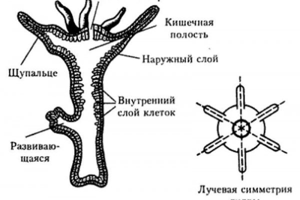Куда переехал blacksprut